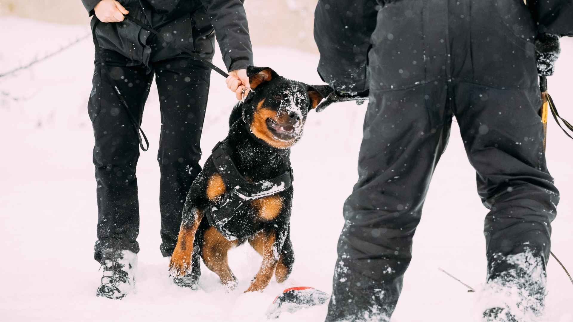 Bravest Guard Dog Breeds for Extreme Situations