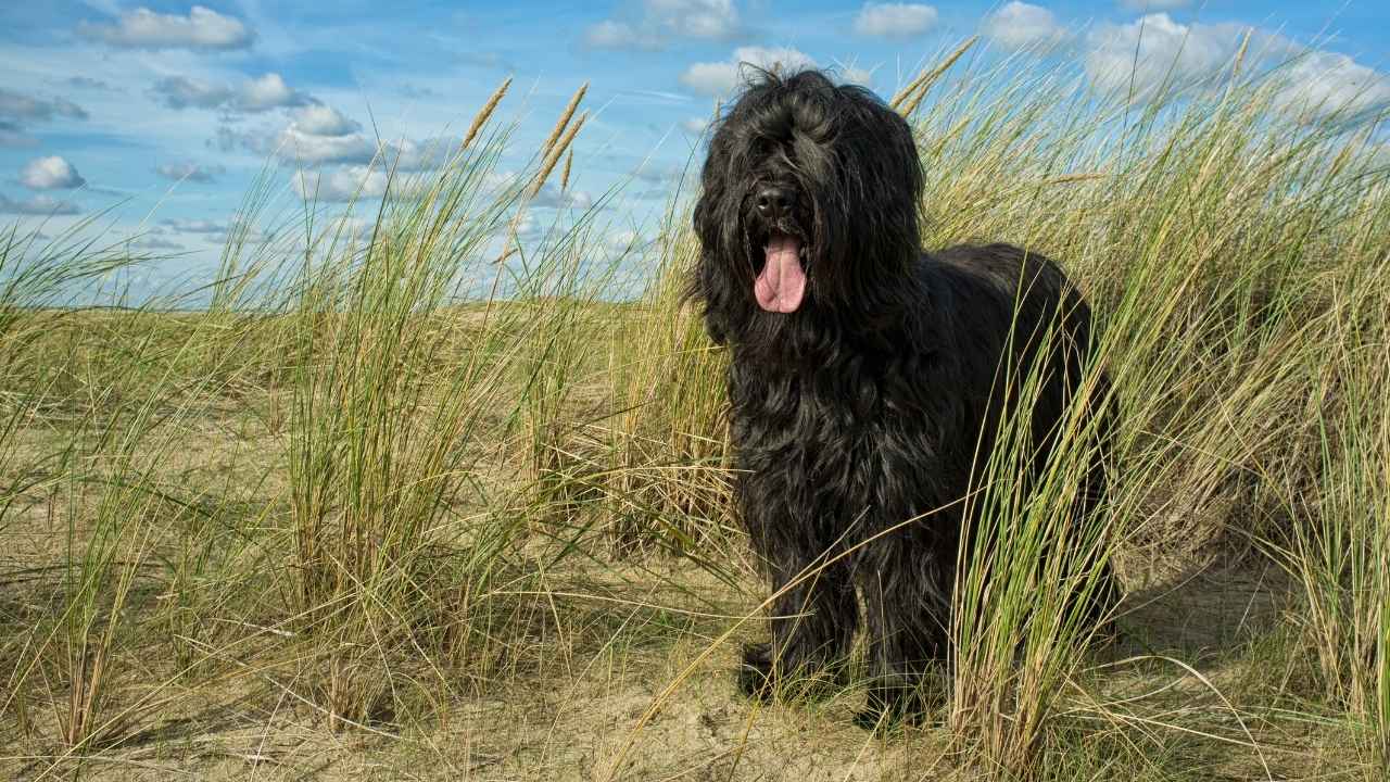 Briard