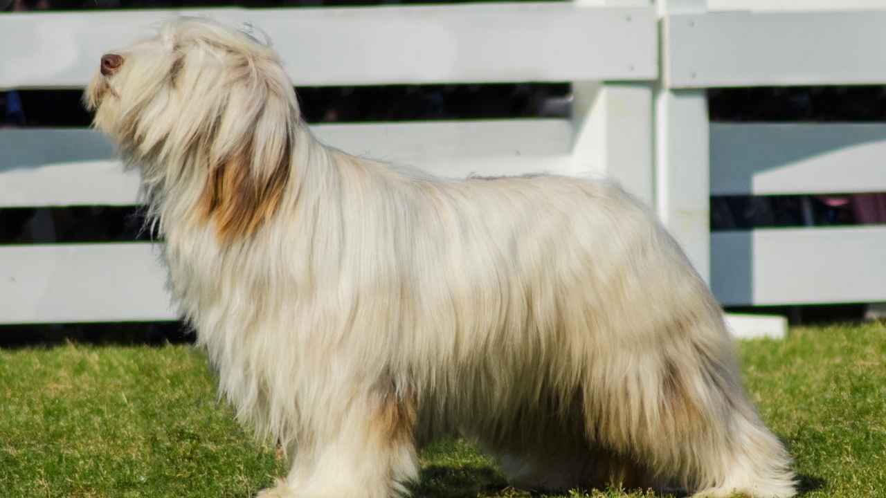 Briard