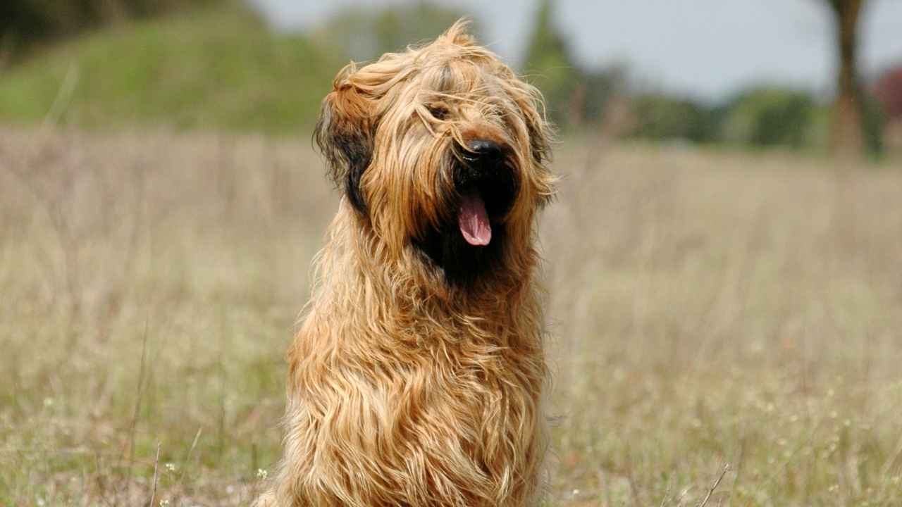 Briard