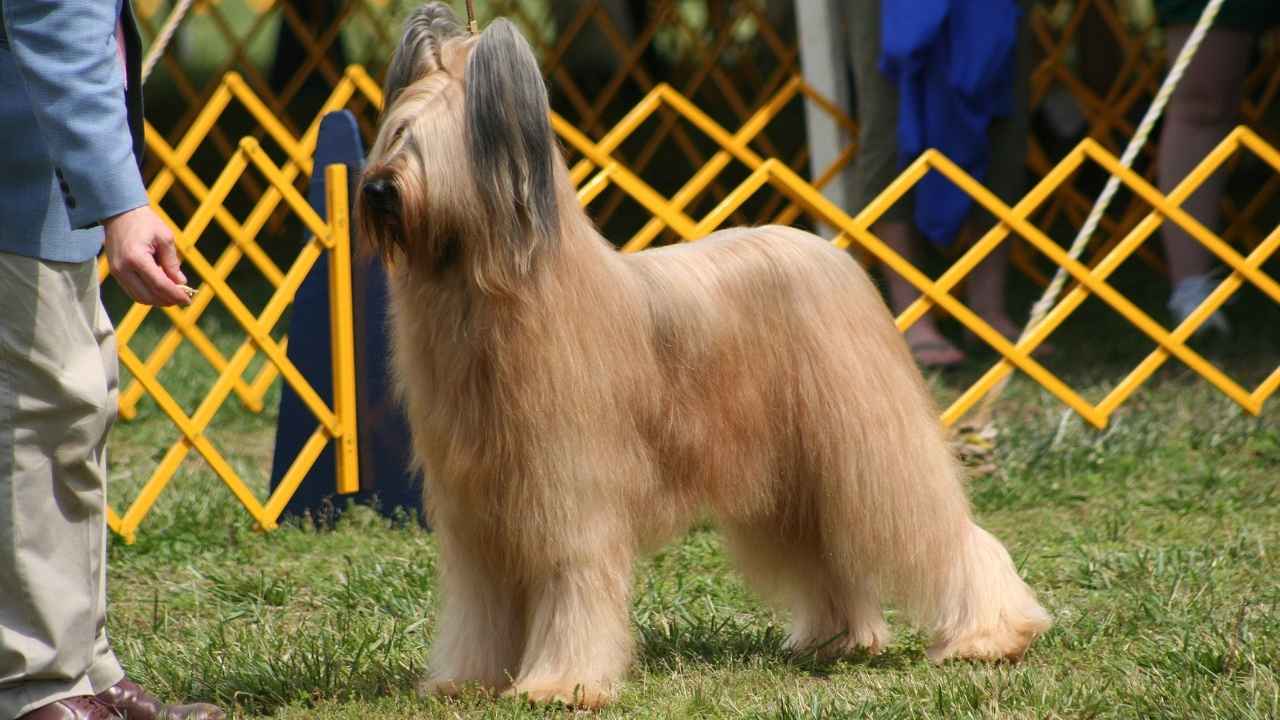 Briard