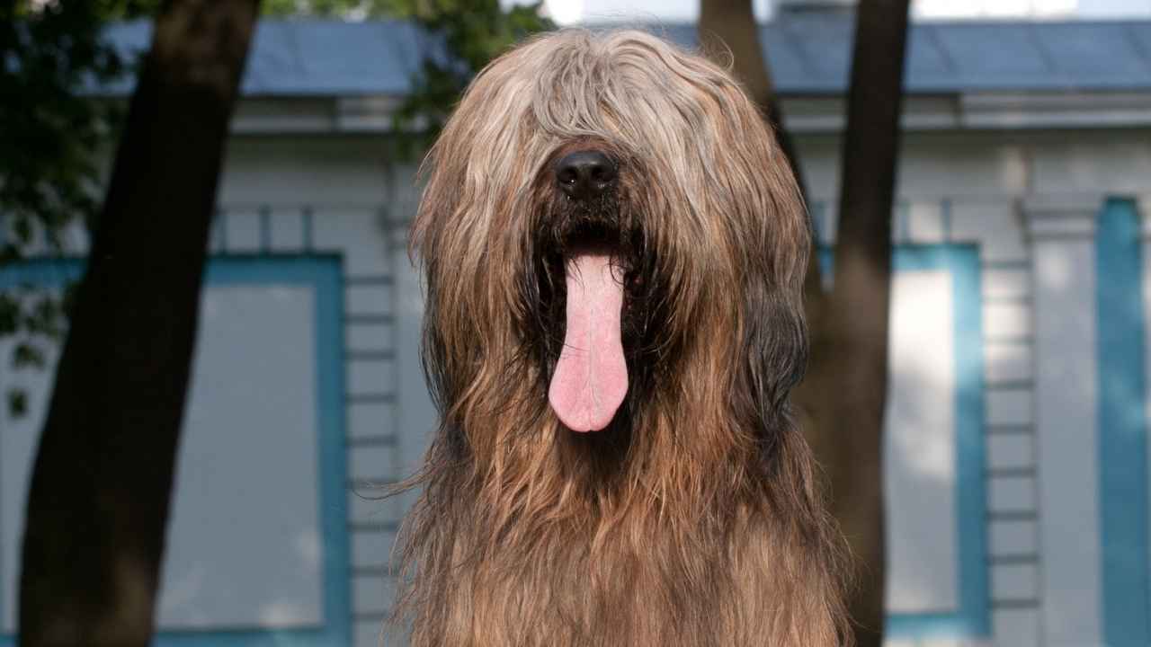 Briard