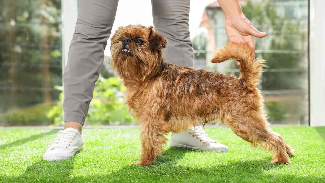 Brussels Griffon