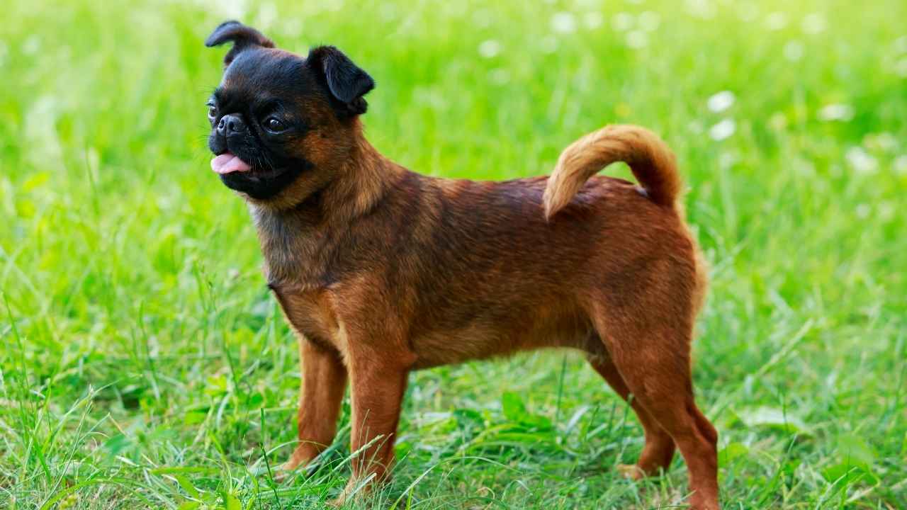 Brussels Griffon