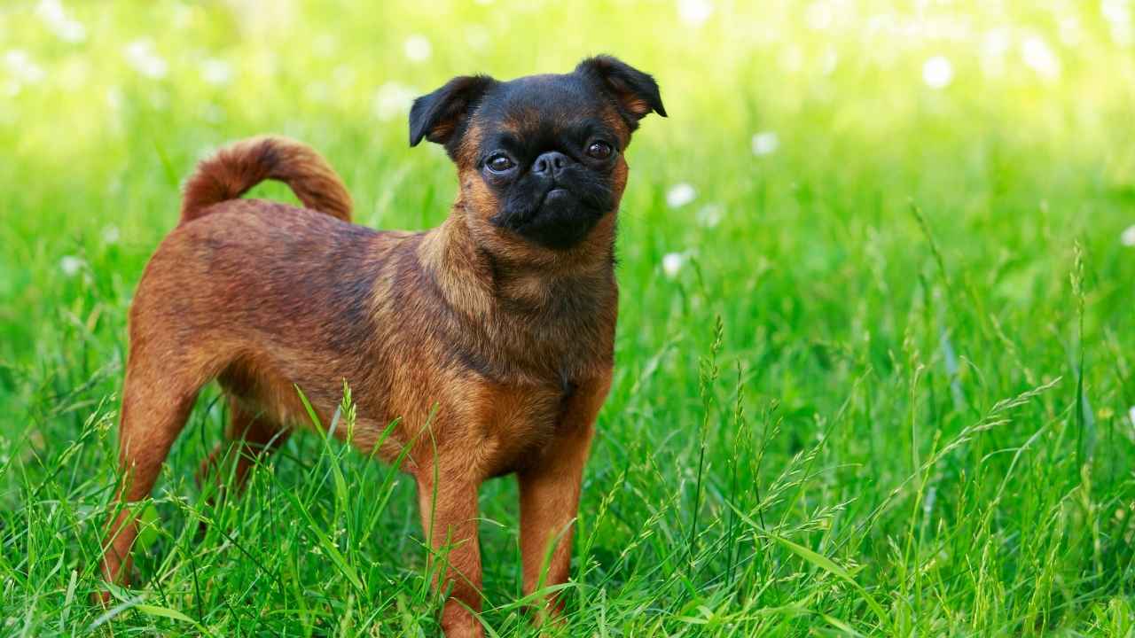 Brussels Griffon