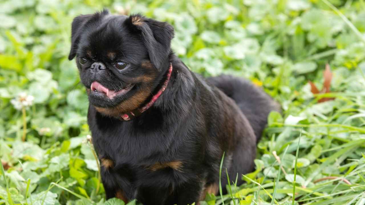 Brussels Griffon