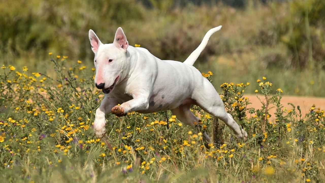 Bull Terrier