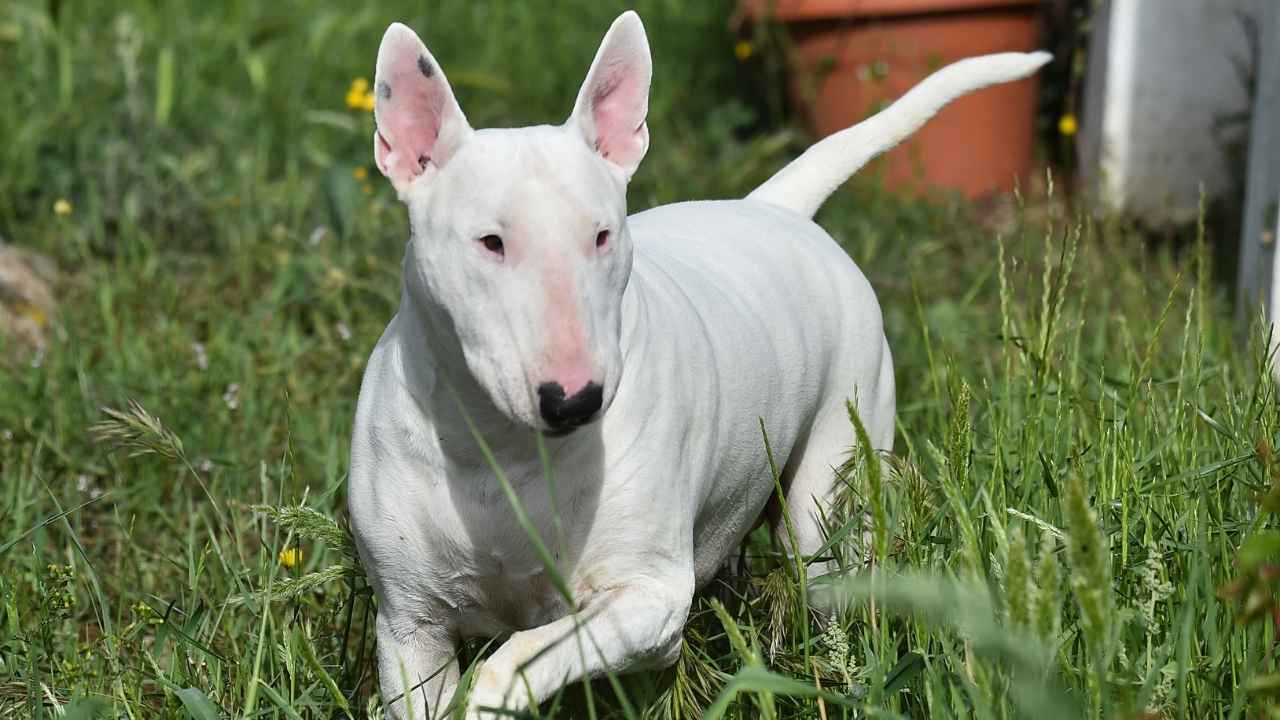 Bull Terrier