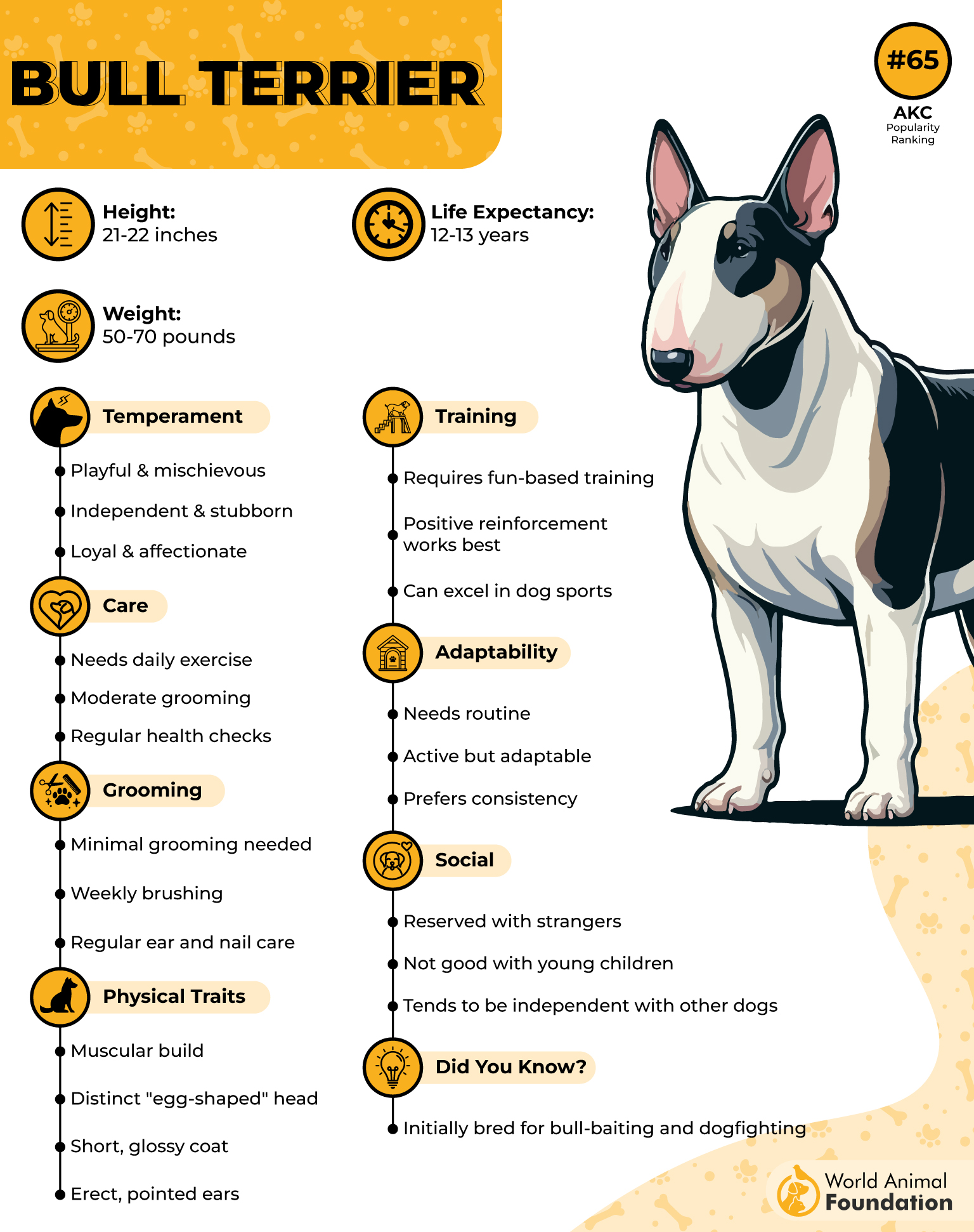 Bull Terrier Profile