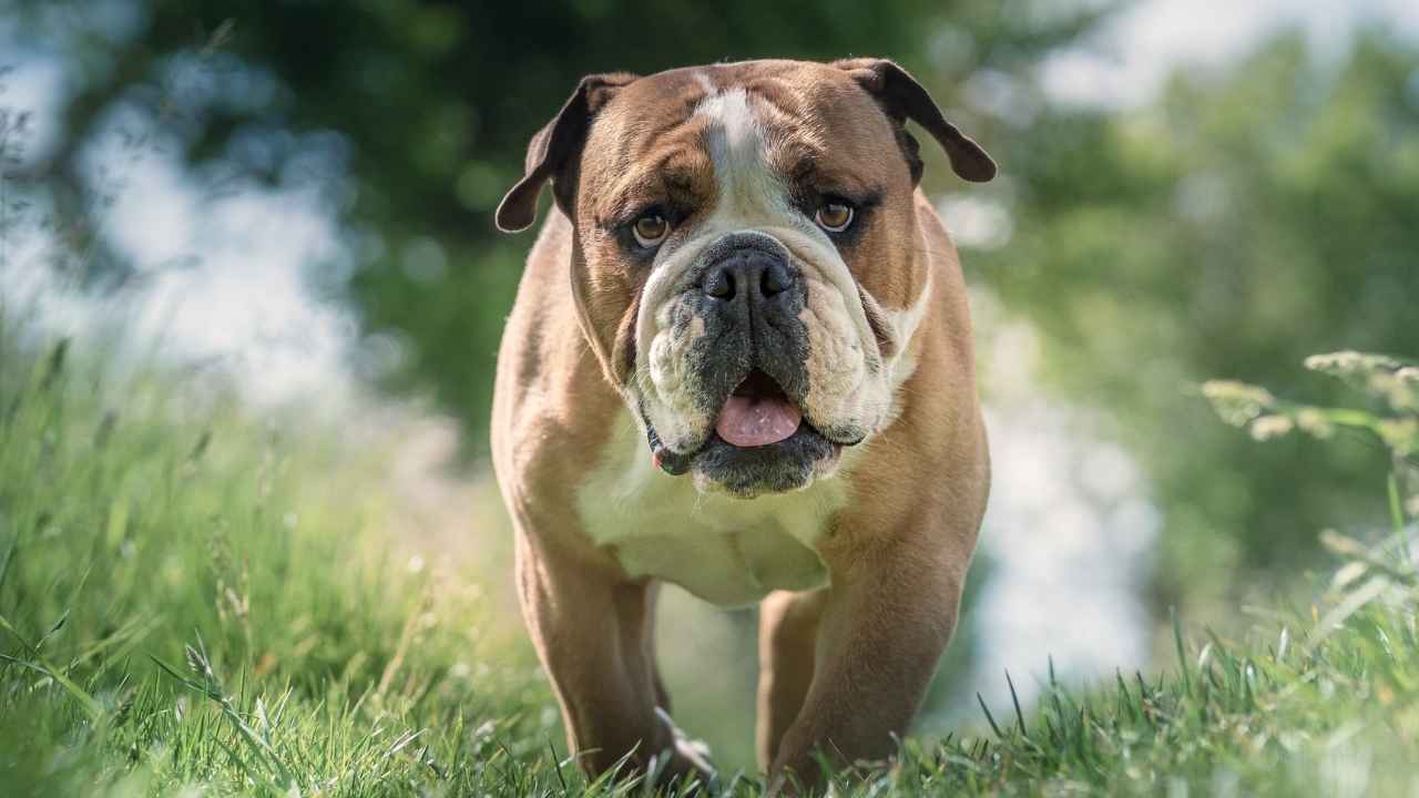 Bulldog