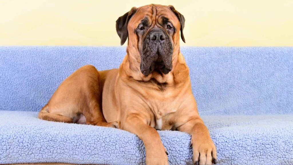 Bullmastiff