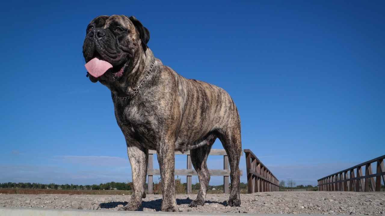 Bullmastiff