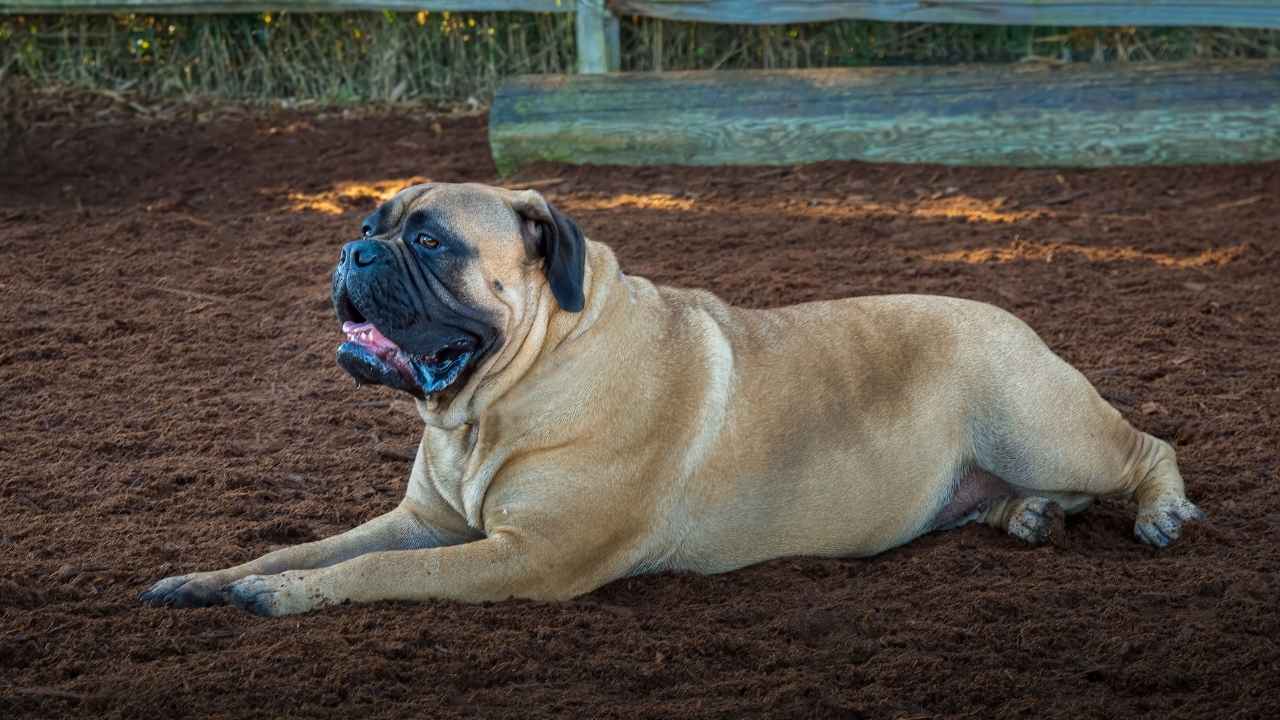 Bullmastiff