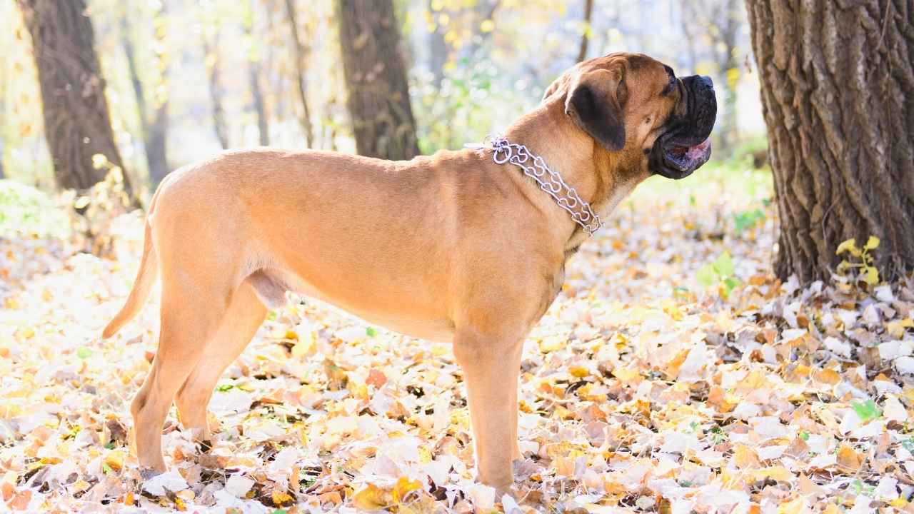 Bullmastiff