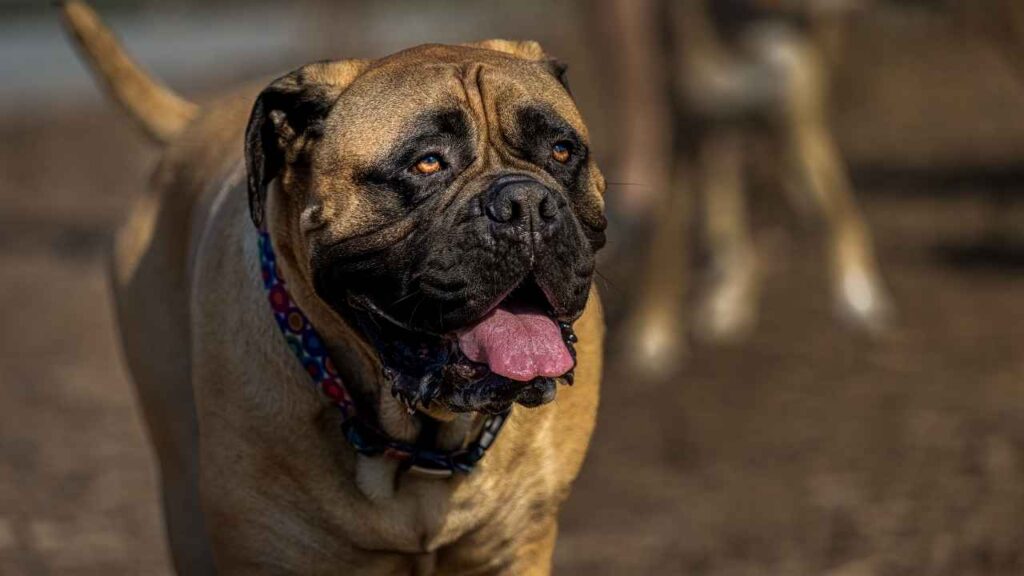 Bullmastiff