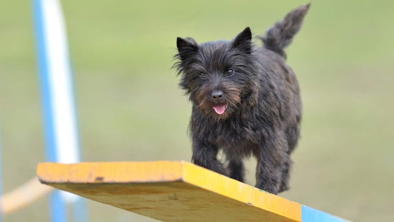 Cairn Terrier