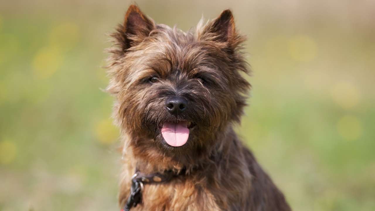 Cairn Terrier