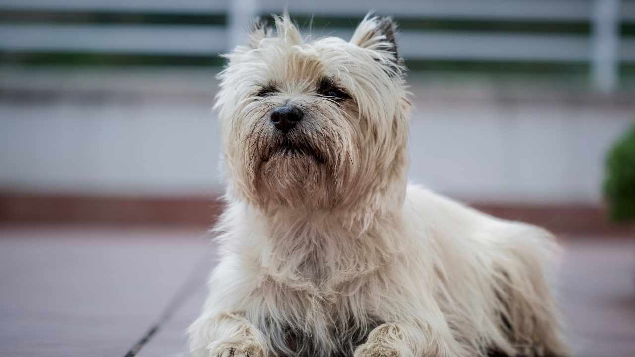 Cairn Terrier