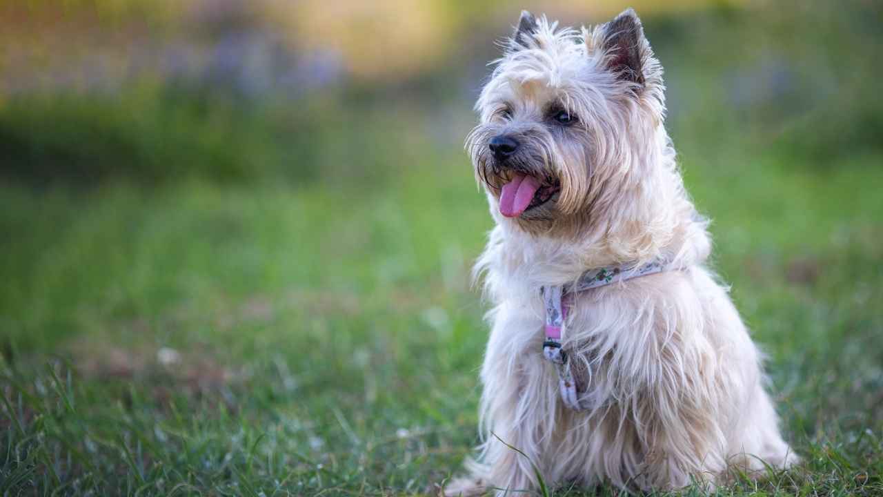 Cairn Terrier