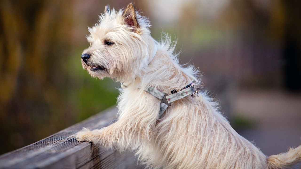 Cairn Terrier