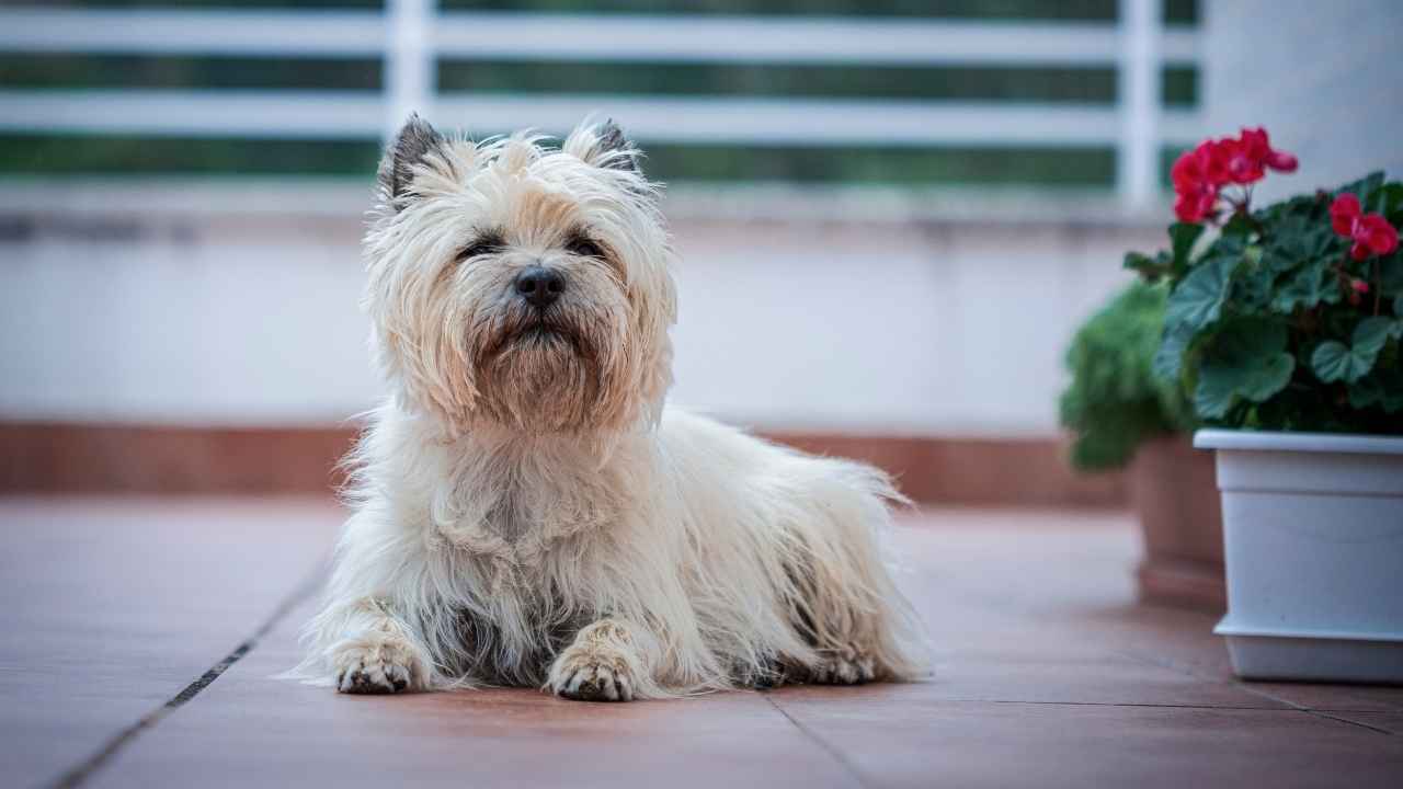 Cairn Terrier