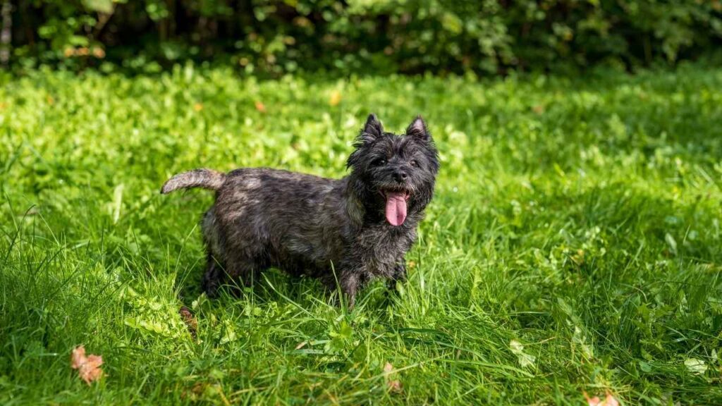 Cairn Terrier