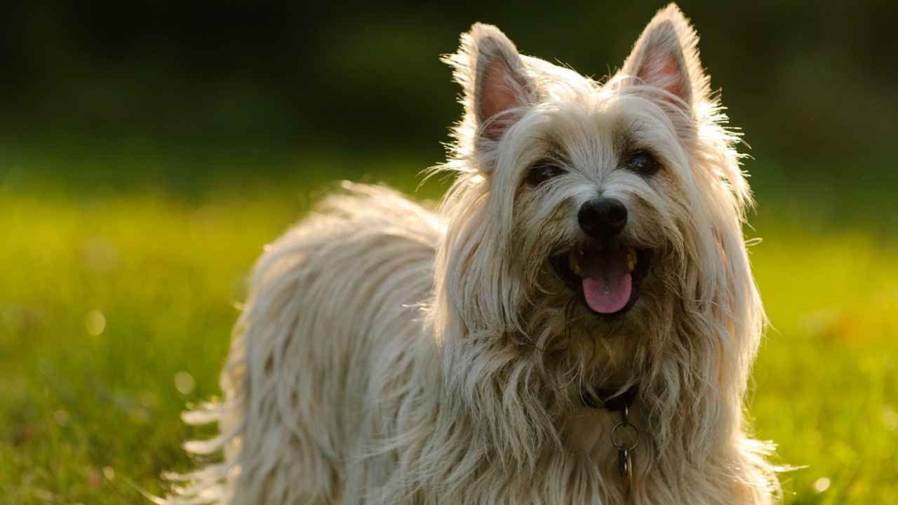 Cairn Terrier