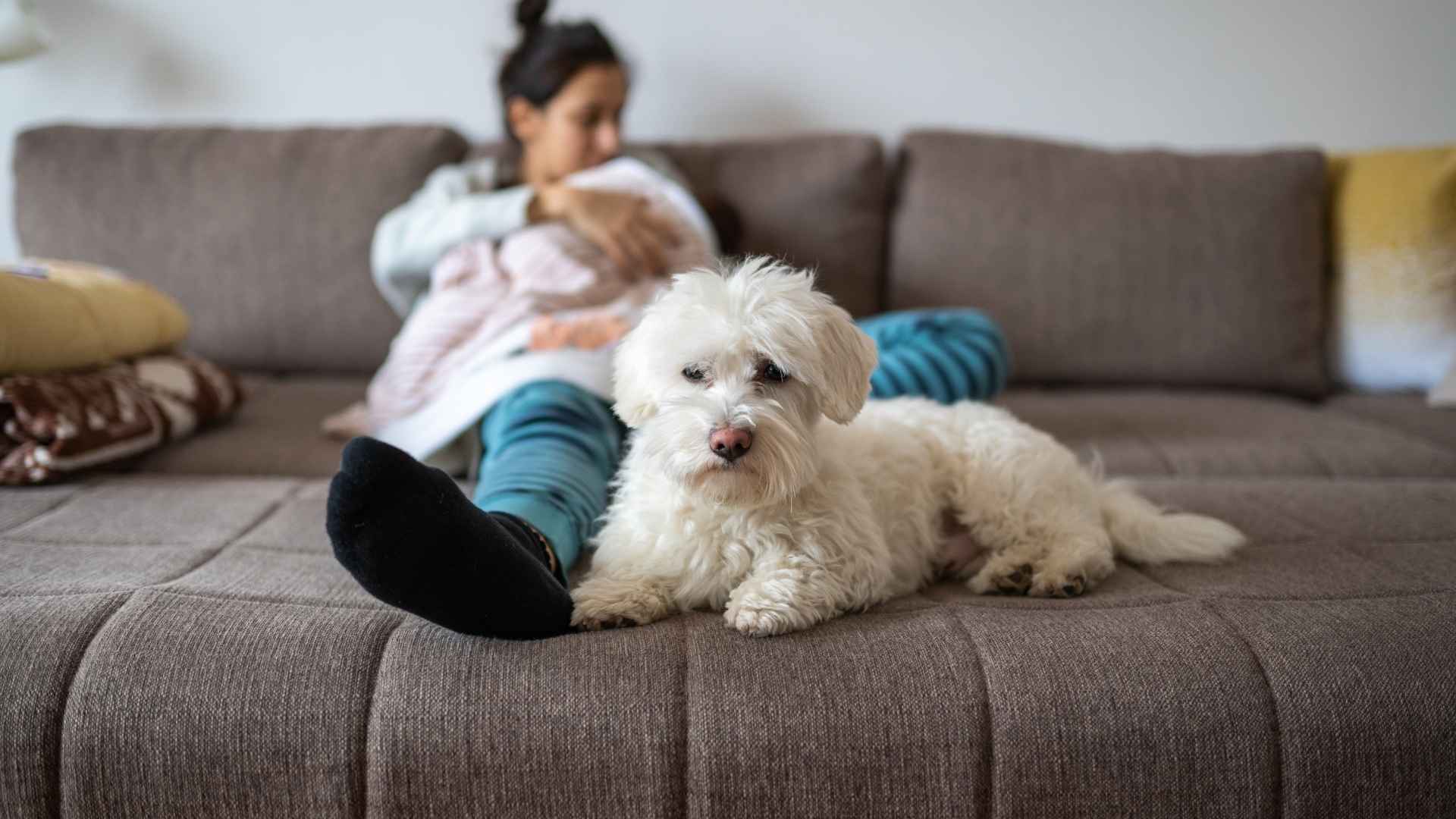 Calm Guard Dog Breeds for Families That Offer Top Tier Protection 1