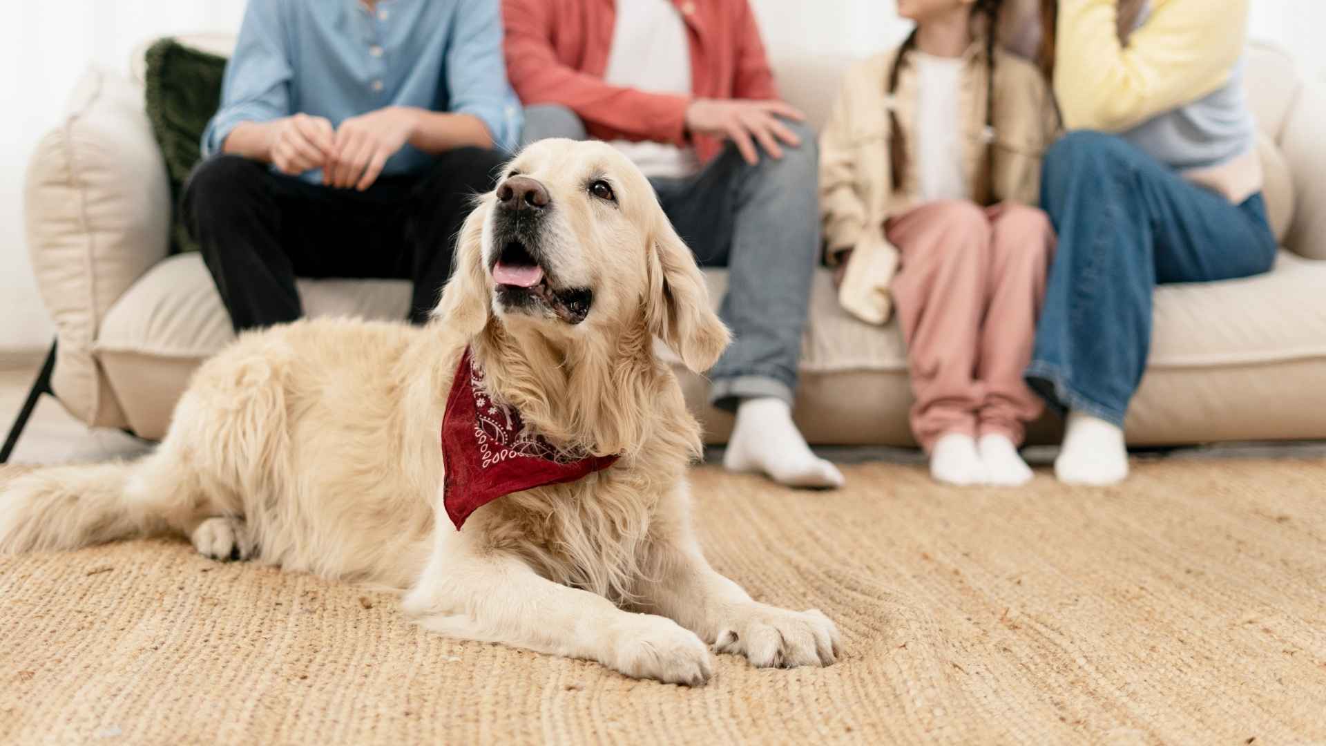 Calm Guard Dogs for Families