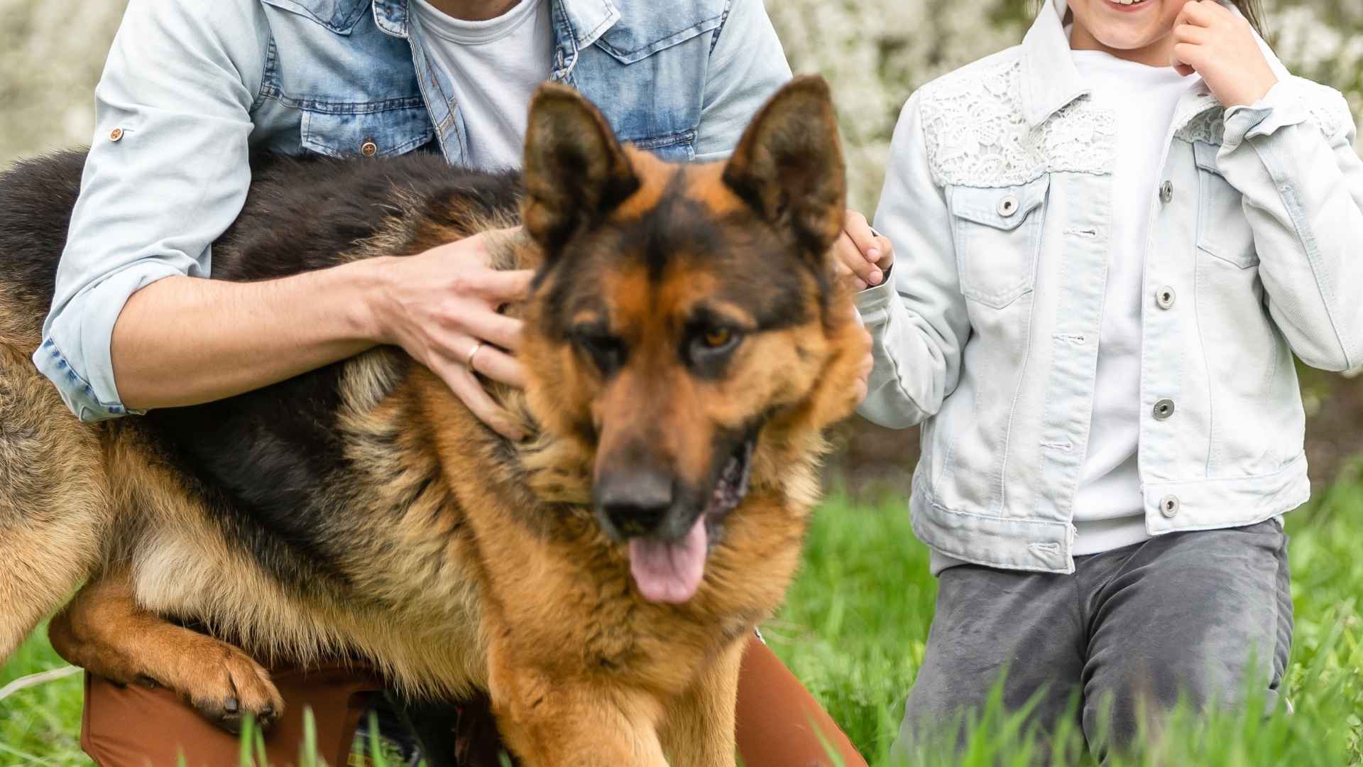 Calm and Gentle Guard Dog Breeds for Family Homes