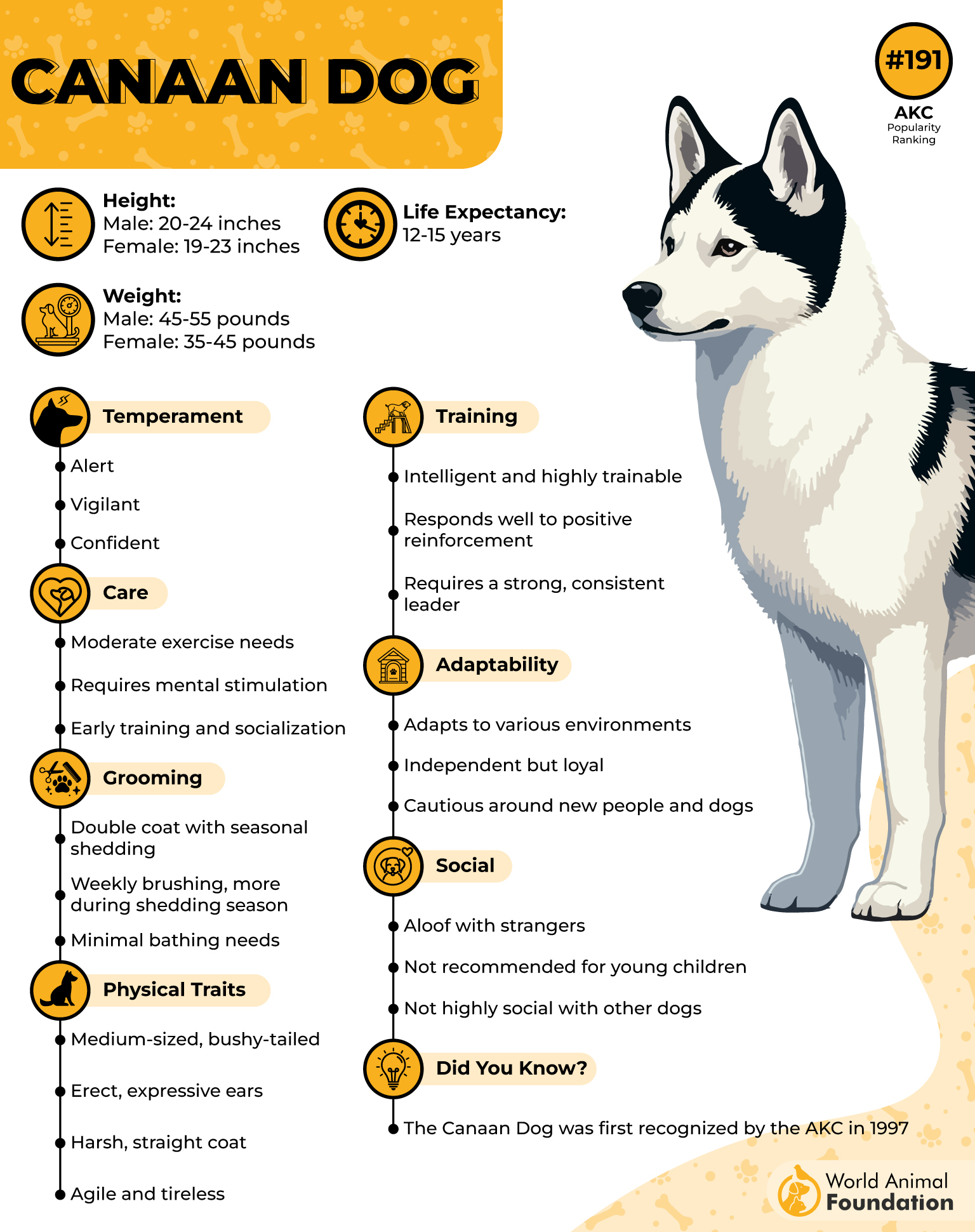 Canaan Dog Profile