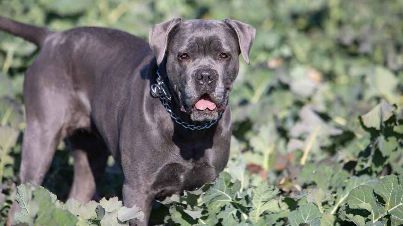 Cane Corso