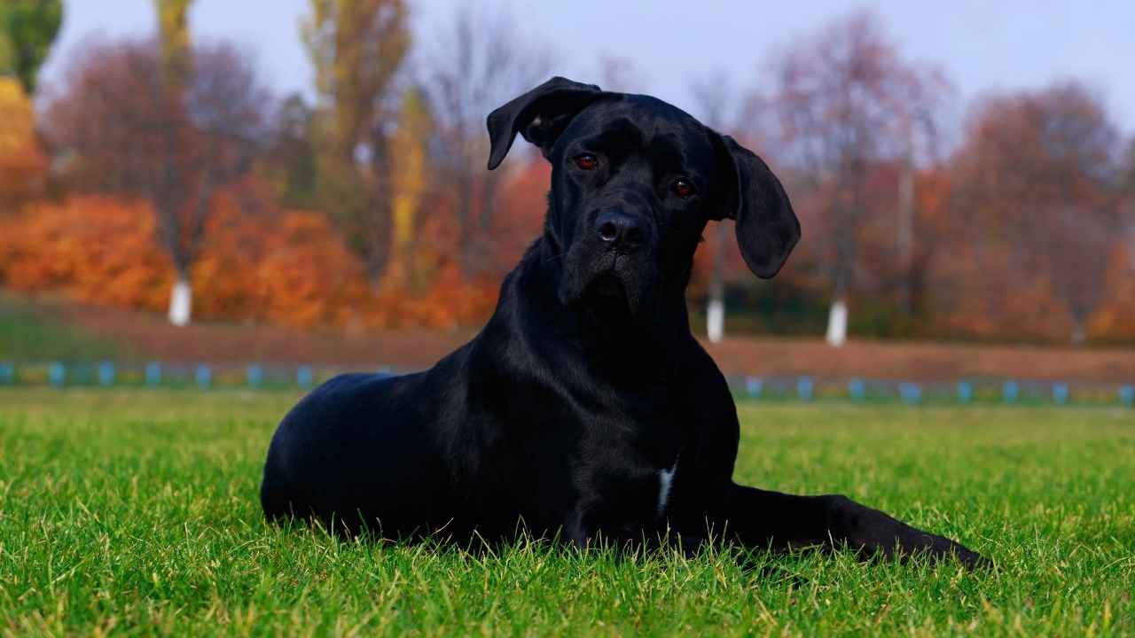 Cane Corso