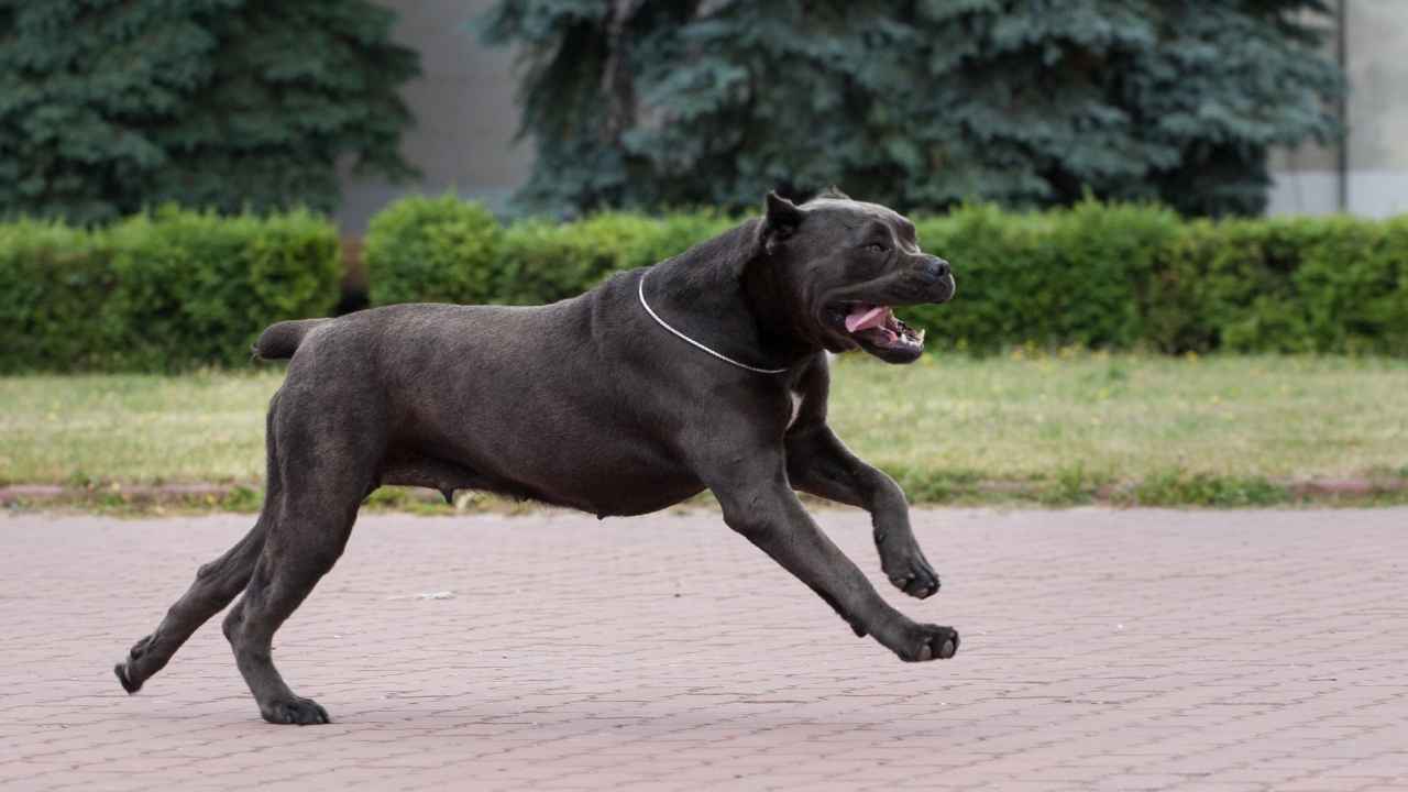 Cane Corso