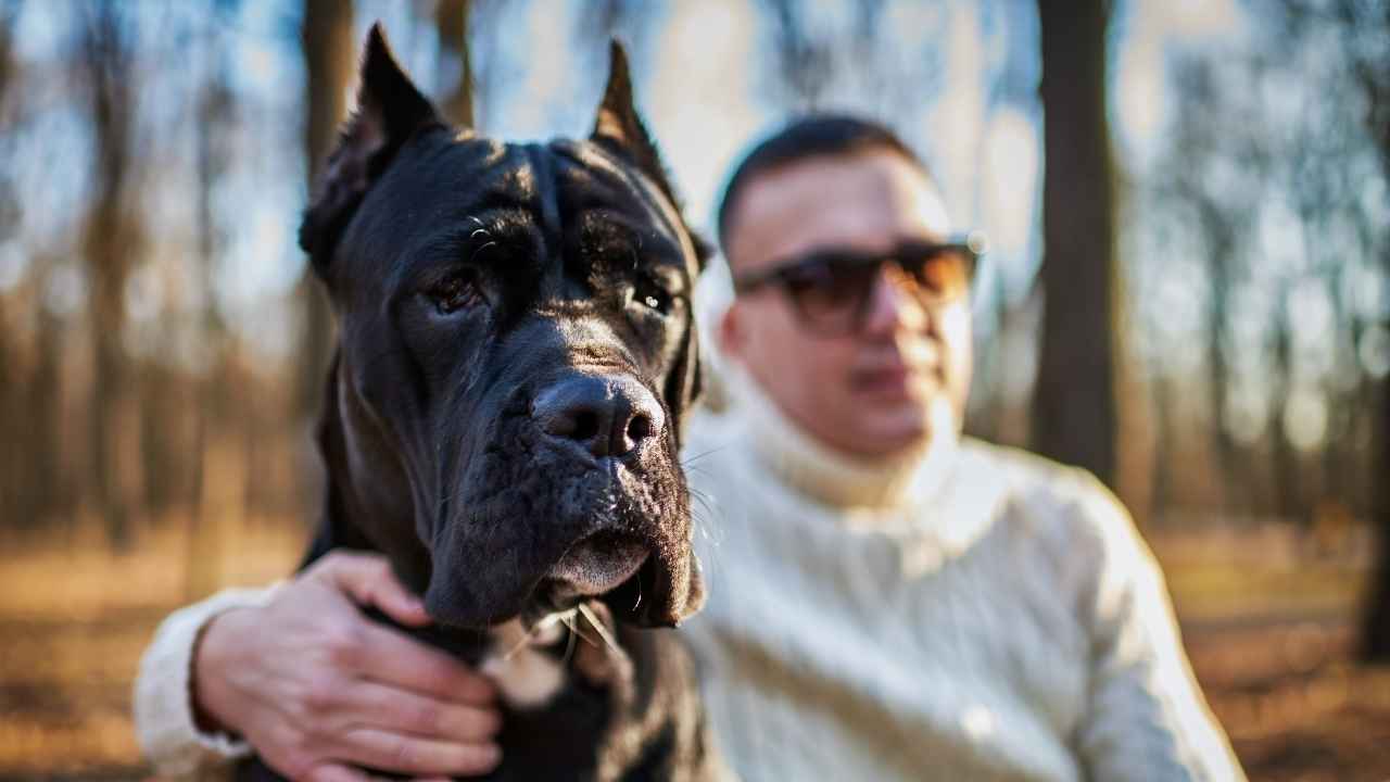 Cane Corso