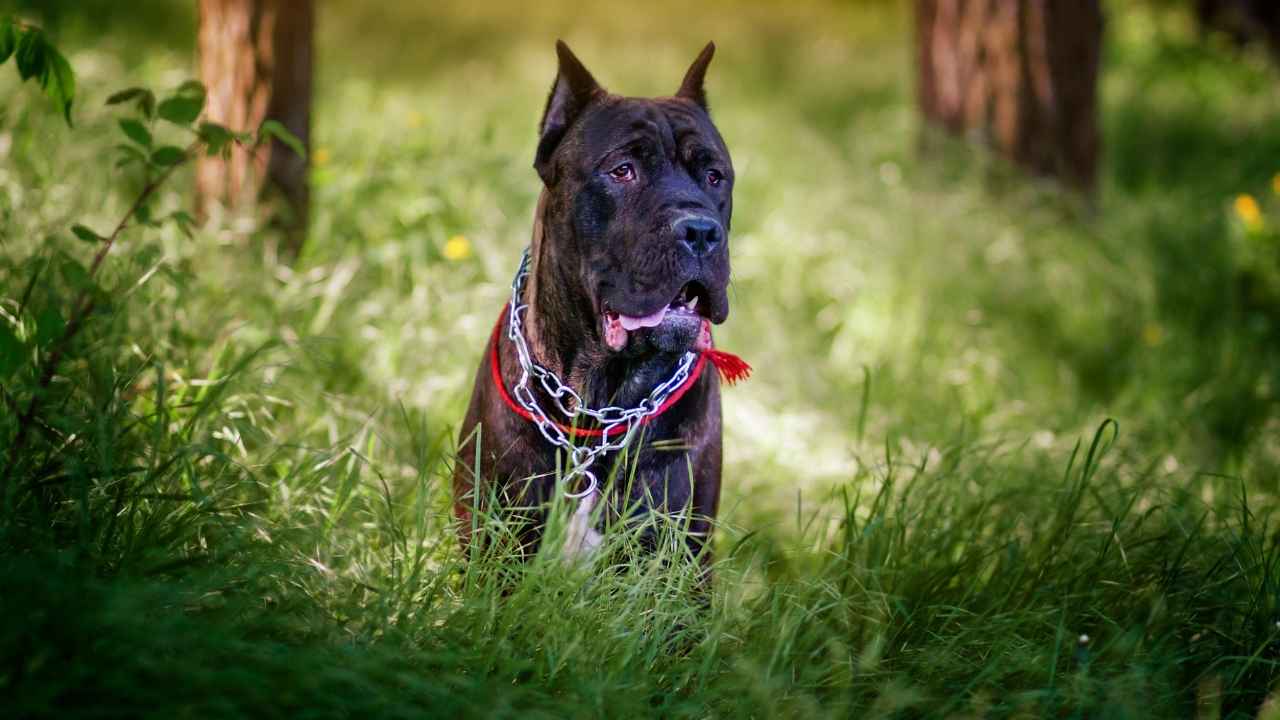 Cane Corso