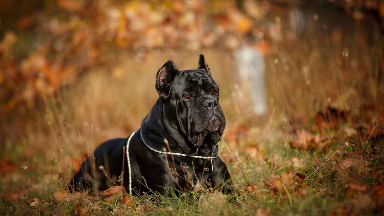 Cane Corso