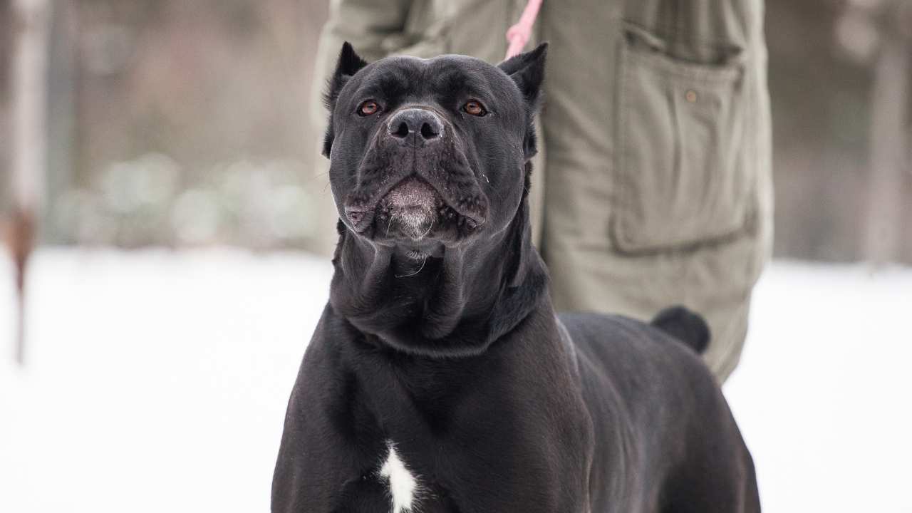 Cane Corso