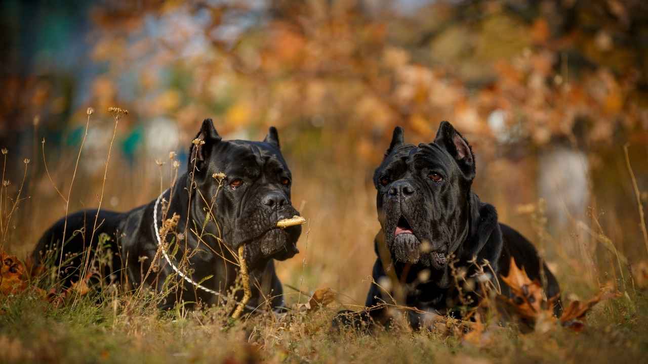 Cane Corso