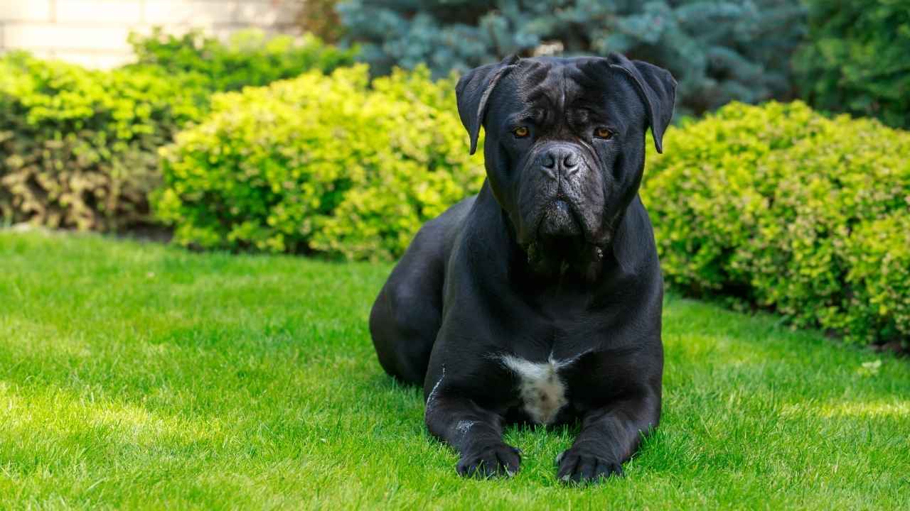 Cane Corso