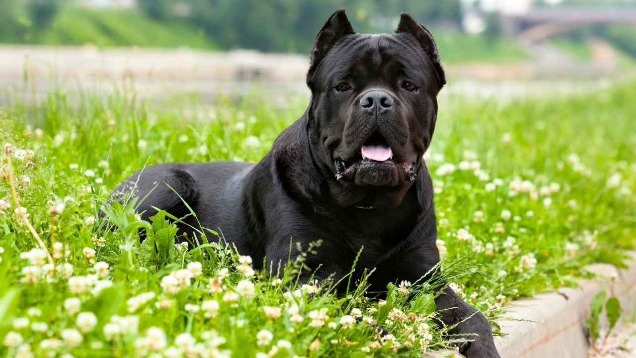 Cane Corso