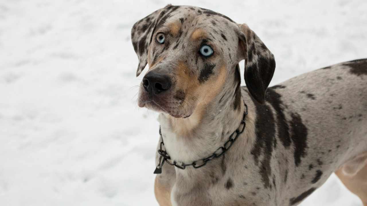 Catahoula Leopard Dog