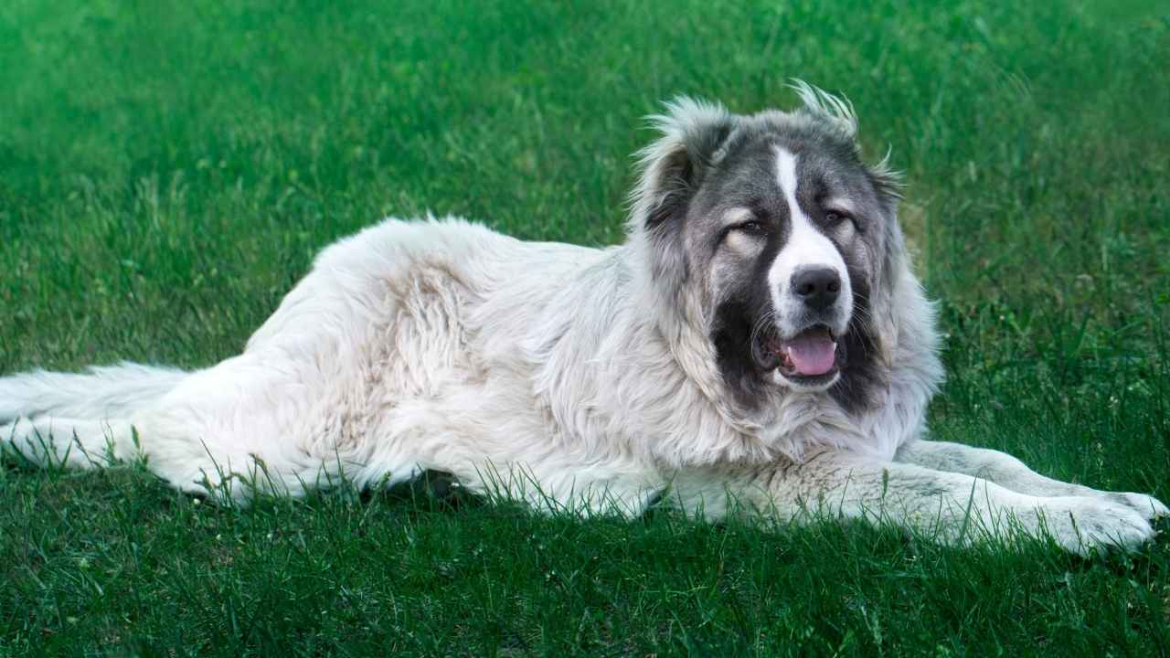 Caucasian Shepherd