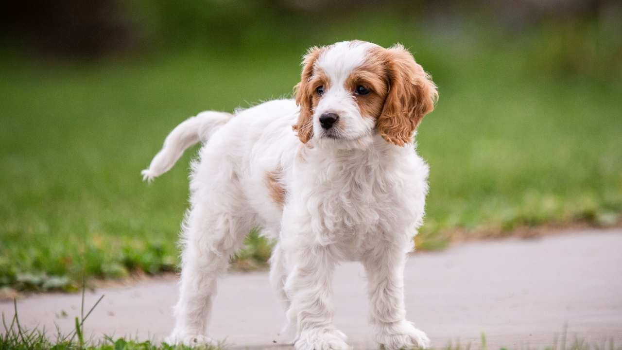 Cavachon