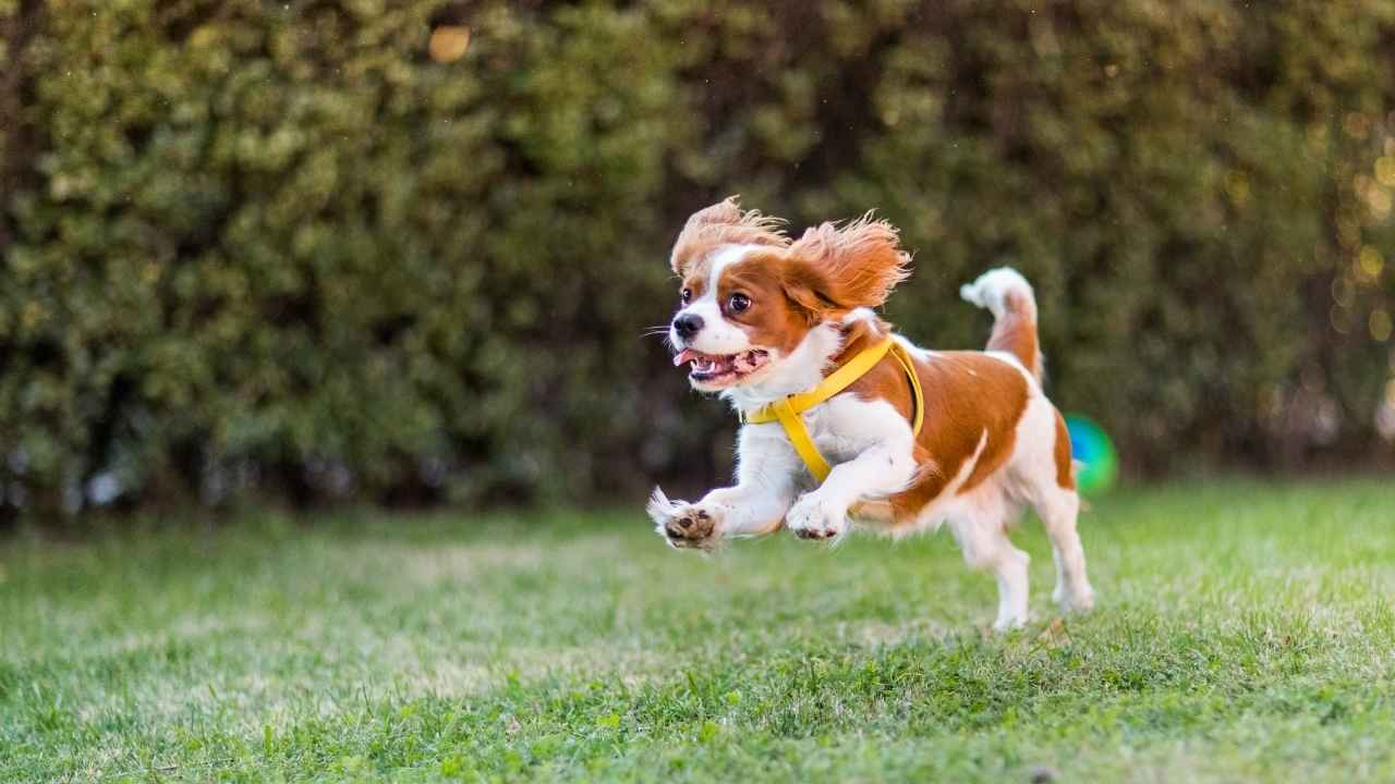 Cavalier King Charles Spaniel