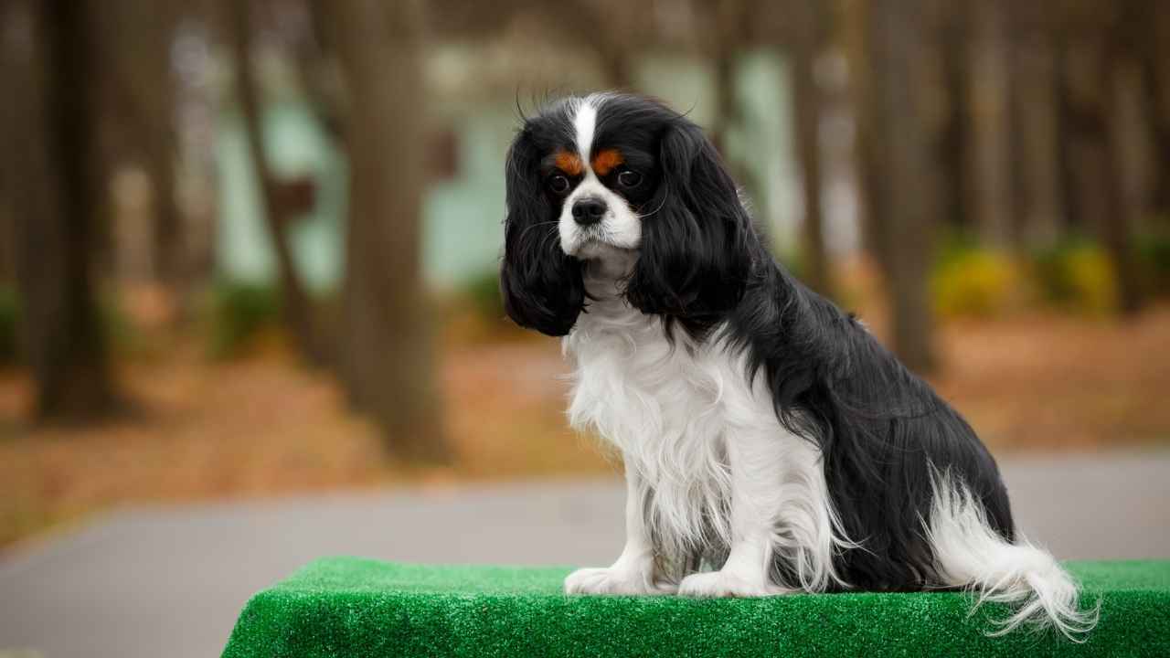 Cavalier King Charles Spaniel