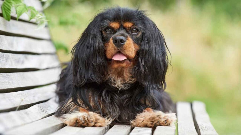 King Charles Spaniel