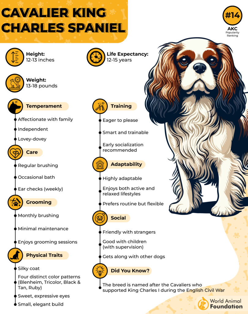 Cavalier King Charles Spaniel Breed Profile 01