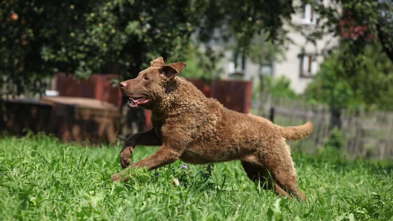 Chesapeake Bay Retriever