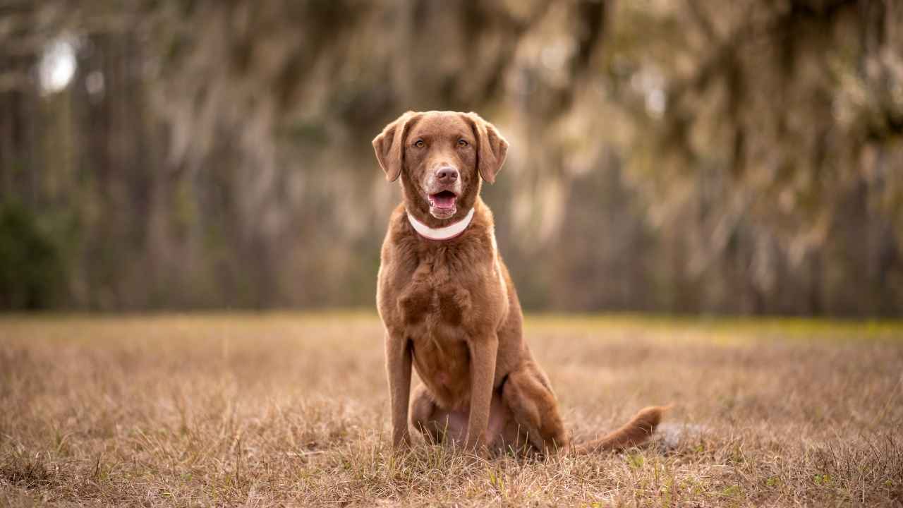 Chesapeake Bay Retriever